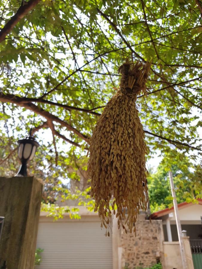 Nimal'S Home Anuradhapura Zewnętrze zdjęcie